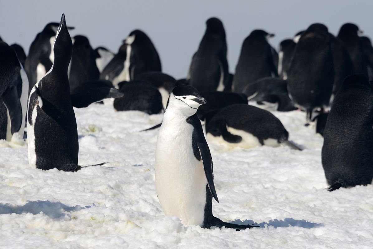 14C Chinstrap Penguin Looking For A Mate On Aitcho Barrientos Island In South Shetland Islands On Quark Expeditions Antarctica Cruise